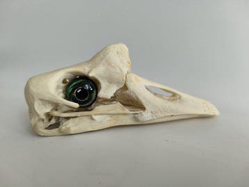 Oie Os - Goose skull specimen (with simulated glass eyes) -