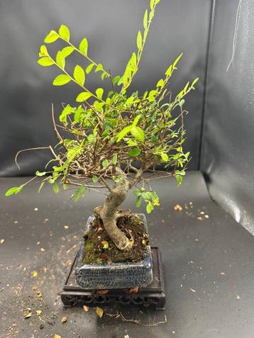 Japanese iep bonsai (Zelkova) - Hoogte (boom): 22 cm -
