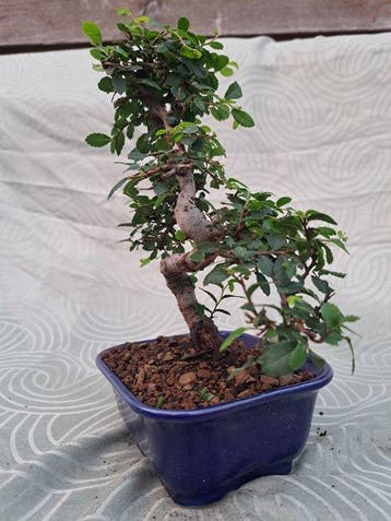 Chinese iep bonsai (Ulmus parviflora) - Hoogte (boom): 20 cm
