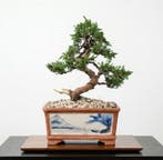Bonsai van een Kishu-juniper in een met de hand getekende