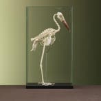 Abdims Ooievaar Skelet Taxidermie Opgezette Dieren By Max, Ophalen of Verzenden, Nieuw, Vogel, Opgezet dier