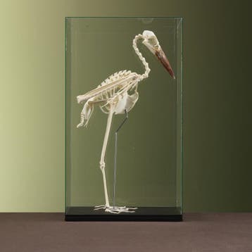 Abdims Ooievaar Skelet Taxidermie Opgezette Dieren By Max, Ophalen of Verzenden, Nieuw, Vogel, Opgezet dier