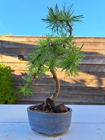 Lariks bonsai (Larix) - Hoogte (boom): 20 cm - Diepte, Antiek en Kunst