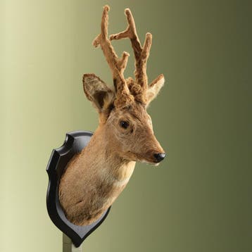 Reebok Wintervacht Taxidermie Opgezette Dieren By Max, Ophalen of Verzenden, Opgezet dier
