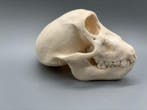 Aap Schedel - Papio Ursinus - 8 cm - 8 cm - 13 cm- CITES