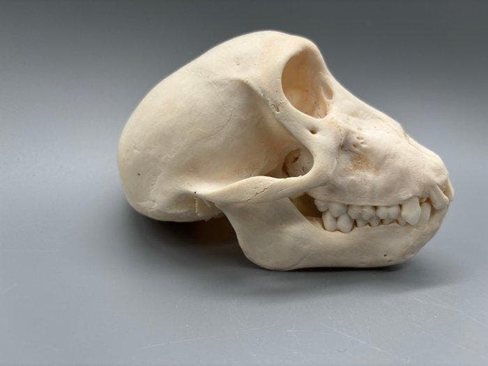 Aap Schedel - Papio Ursinus - 8 cm - 8 cm - 13 cm- CITES, Antiek en Kunst, Curiosa en Brocante