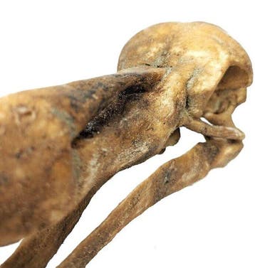 Fossiel - Fossiele schedel - Skull of Dodo (Raphus