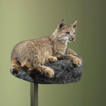Lynx Support de corps entier pour taxidermie - Lynx rufus -, Nieuw