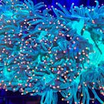 Catalaphyllia Jardinei Ultra Green / Golden Tips L (Ong. 20, Animaux & Accessoires, Poissons | Poissons d'aquarium