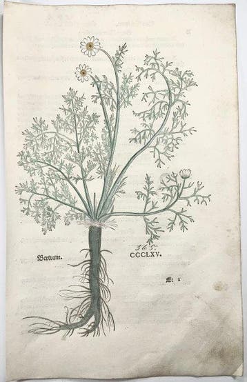 Leonhard Fuchs - Large hand coloured folio - Pellitory or