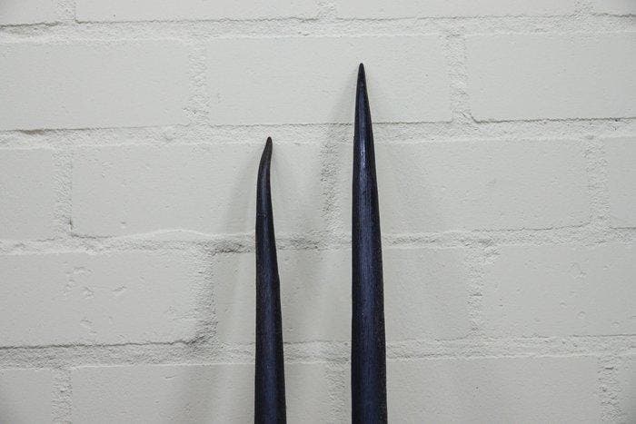 Gemsbok Hoorns - Oryx gazella - 95 cm - 3 cm - 0 cm-, Antiek en Kunst, Curiosa en Brocante