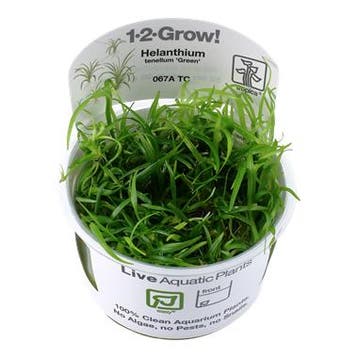 Helanthium tenellum Green - In Vitro, Verzenden, Nieuw