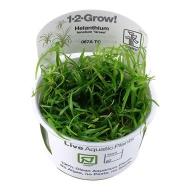 Helanthium tenellum Green - In Vitro, Animaux & Accessoires, Poissons | Aquariums & Accessoires, Envoi