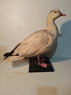 Gans van Ross Taxidermie volledige montage - Anser rossii -