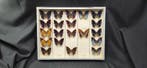 Large Charax sp. Butterflies - ex French Mr Amédro, Verzamelen, Dierenverzamelingen, Nieuw