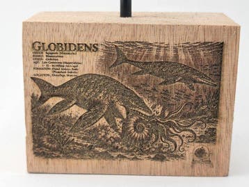 Gefossiliseerd dier - Globidens (Zonder minimumprijs)