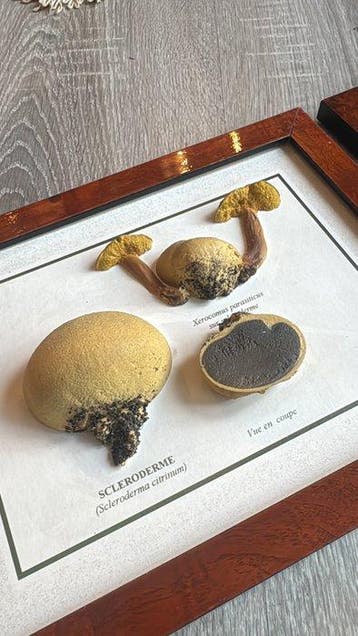 champignons Monture pour réplique taxidermique - Scleroderma