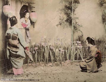 Anonymous - Japan: The Sweet Flag Acorus Clamus