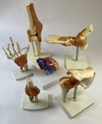 Anatomisch model (6) - Hars, Plastic, Verchroomd - 1980-1990