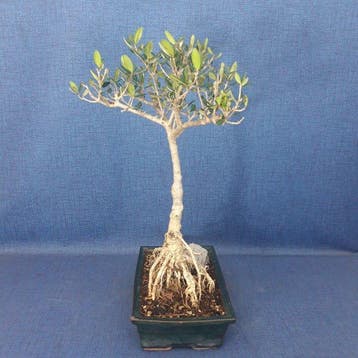 Olijf bonsai (Olea europaea) - Hoogte (boom): 46 cm - Diepte