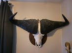 Buffle du Cap Crâne - syncerus caffer - 92 cm - 100 cm - 118