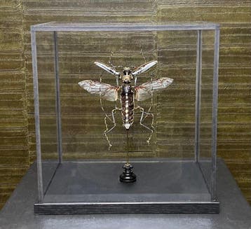 Beauchêne Kever - Batocera wallacei, Verzamelen, Ophalen of Verzenden, Nieuw, Insect, Opgezet dier