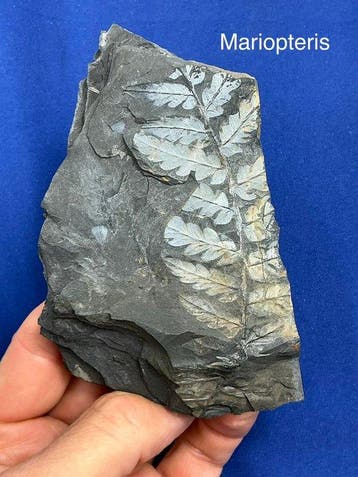8 geweldige kleurrijke plantfossielen - Gefossiliseerde, Verzamelen