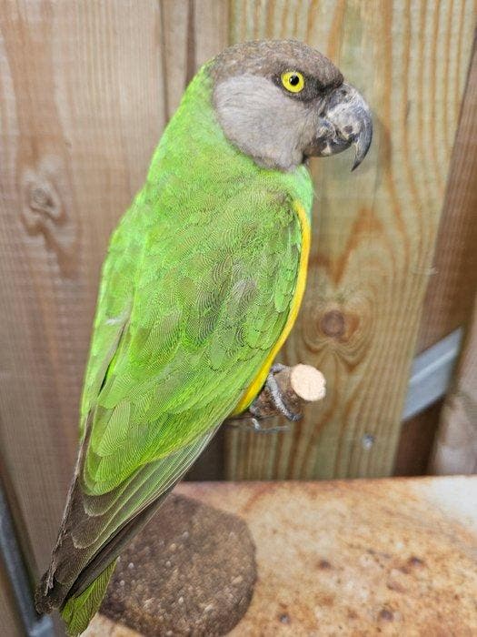 Bonte Boer Parkiet ( Senegal Papegaai ) Taxidermie volledige, Collections, Collections Animaux
