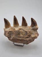 Mosasaurus - Fossiele tand - 10 cm (Zonder minimumprijs)