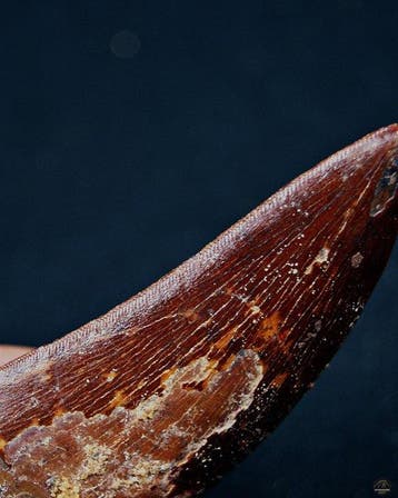 Dinosaurus - Fossiele tand - Carcharodontosaurus saharicus, Verzamelen