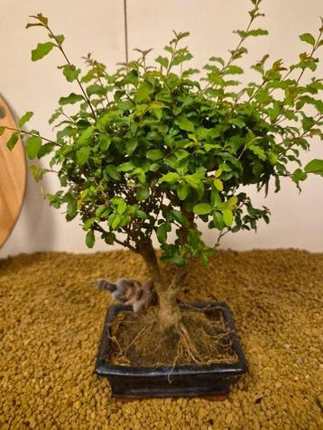 Liguster bonsai (Ligustrum) - Hoogte (boom): 28 cm - Diepte