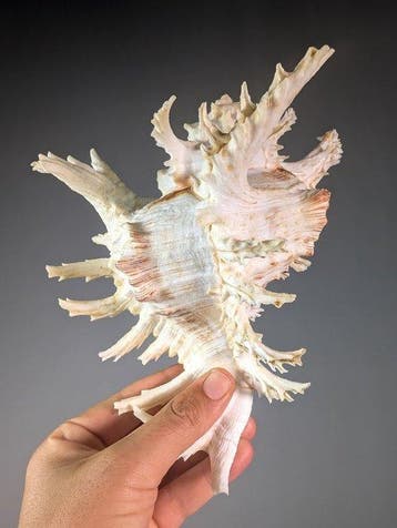 Ramose Murex Shell – Grand spécimen avec des épines, Collections