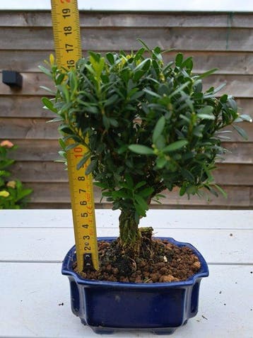Buxus harlandii bonsaï dans une coupe à bonsaï - Hauteur