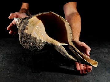 Vermaarde indrukwekkende Australische trompet Taxidermie, Nieuw