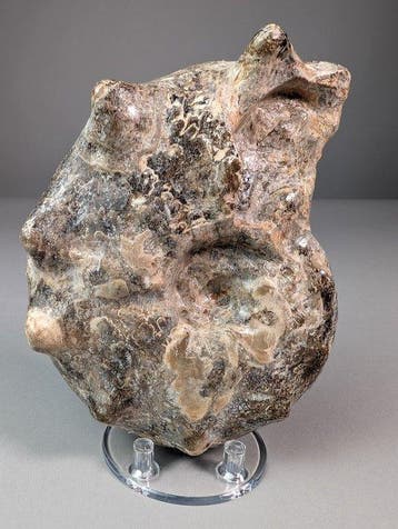 Uitzonderlijke stekelige ammoniet - Gefossiliseerde schelp -