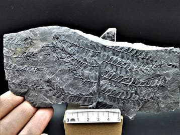 Varen - Gefossiliseerde plant - Alethopteris lonchitica