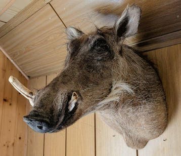 Wrattenzwijn Taxidermie volledige montage - Phacochoerus, Antiquités & Art