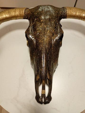 Koe Schedel van een zoogdier - Bos taurus - 30 cm - 70 cm -