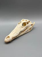 Nijlkrokodil Schedel van een reptiel - Crocodylus niloticus