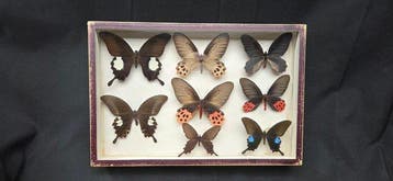 Fabulous World Months wood box - ex French Mr Amédro