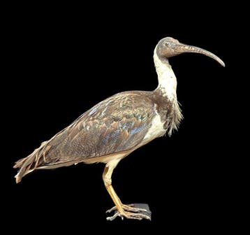 Australische strohnekibis - taxidermied vogel op houten