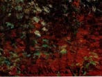 Claude Monet (1840-1926) - Le Jardin de Lartiste à