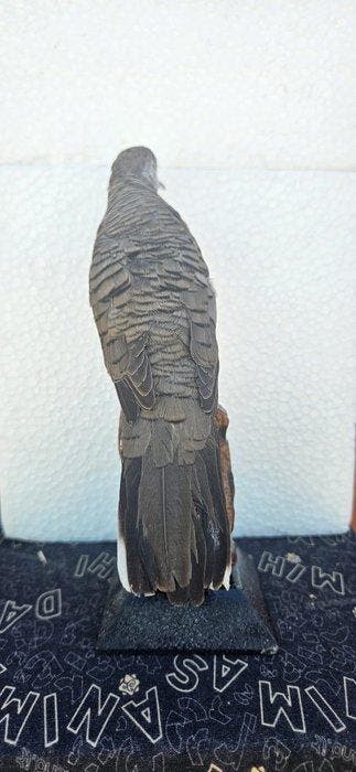 Tortora zebrata ex-privécollectie, 1990 - Taxidermie, Nieuw