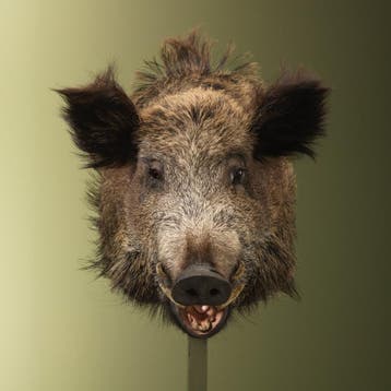 Wild Zwijn Groot Taxidermie Opgezette Dieren By Max, Ophalen of Verzenden, Opgezet dier