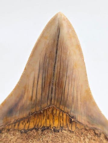 Megalodon - Fossiele tand - 10 cm (Zonder minimumprijs)