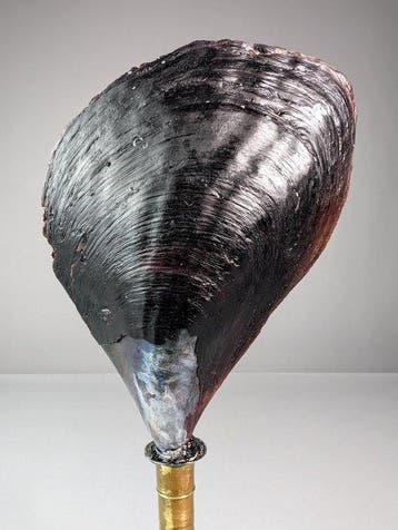 Pinna bicolor avec encrustation naturelle par des serpulides