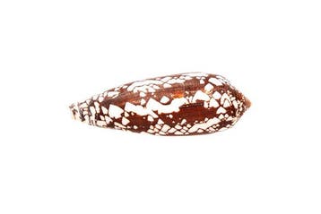 Majestueuze elegantie: De Conus aulicius in indrukwekkende, Nieuw