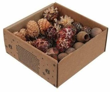 Leucadendron Assortiment op draad Naturel 50 stuks, Nieuw