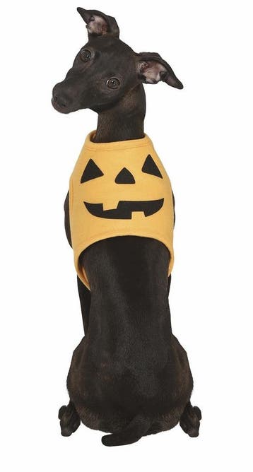 Halloween Dieren Kostuum Pompoen Mascotte, Hobby en Vrije tijd, Verzenden, Nieuw