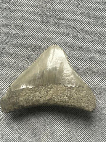 Megalodon tand 6,3 cm - Fossiele tand - Carcharocles